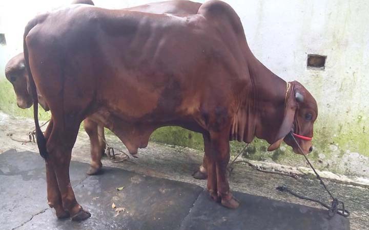 ঈদের দিন কোরবানি দিতে না পারলে যা করবেন