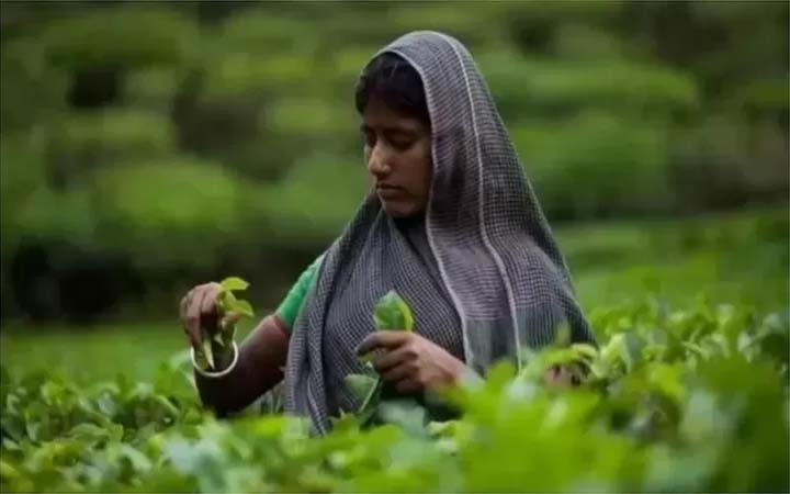 চা শ্রমিকদের দৈনিক মজুরি ১৭০ টাকা নির্ধারণ