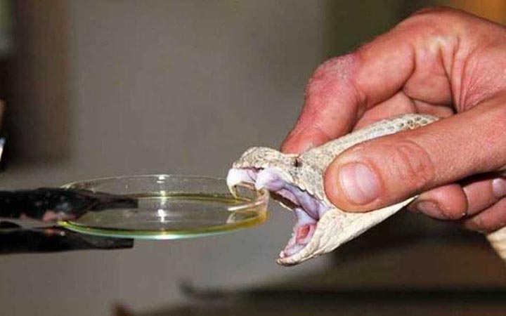 ৭০ কোটি টাকার সাপের বিষসহ ২ জন গ্রেফতার