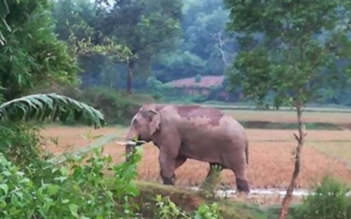 বন্য হাতির আক্রমণে ২কিশোর  নিহত