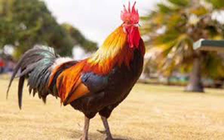 মোরগের আক্রমণে মালিকের মৃত্যু