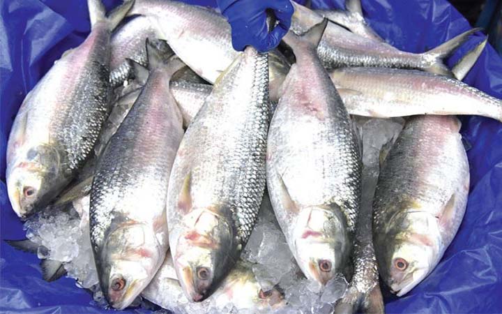 ইলিশ রপ্তানি করতে চায় ব্যবসায়ীরা, সরকার রাজি নয়