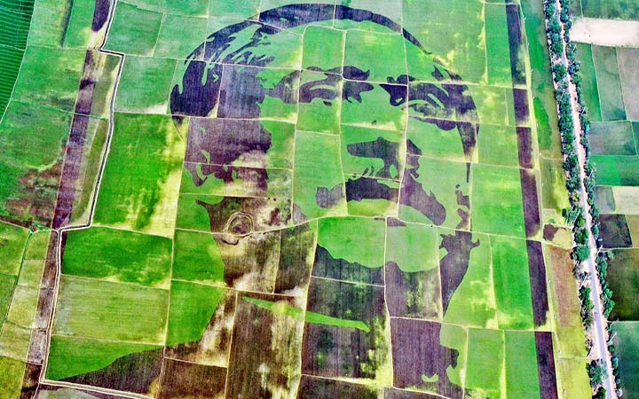 বিশ্বের সর্ববৃহৎ চিত্রকর্ম ‘শস্যচিত্রে বঙ্গবন্ধু’ গিনেস বুকে