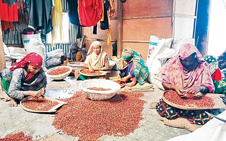 পাবনা-সিরাজগঞ্জের চর চিনাবাদাম আবাদে কৃষকদের হাসি এনেছে