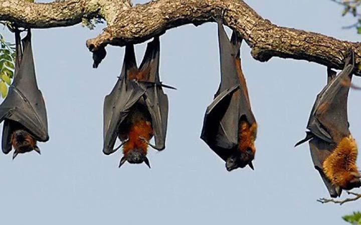 বাদুড়ের দেহে সন্ধান মিলল ২৪ ধরনের নয়া করোনা ভাইরাসের