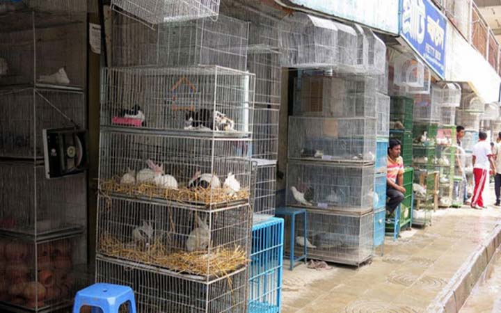 কাঁটাবন মার্কেটের মাছ ও পশু-পাখির জীবন রক্ষার দায়িত্বে প্রাণিসম্পদ মন্ত্রণালয়