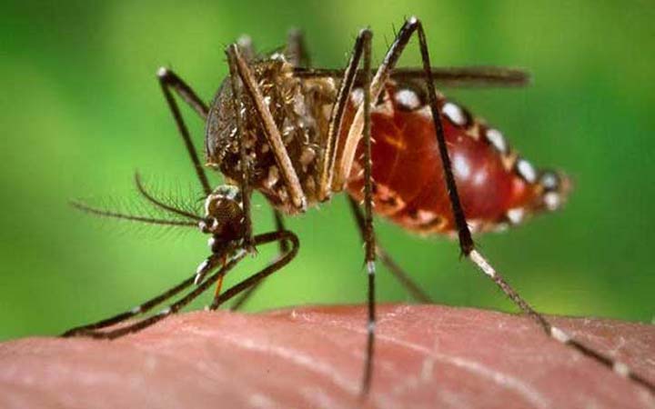 একদিনে ১২৩ নতুন ডেঙ্গু রোগী হাসপাতালে ভর্তি