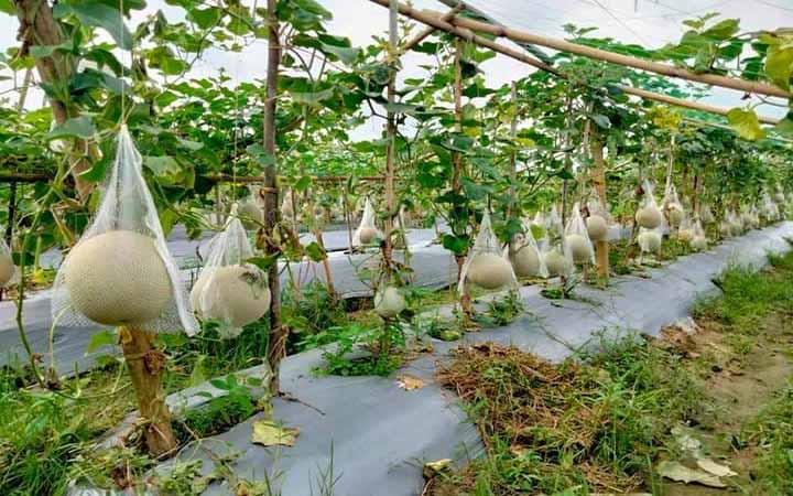 দেখতে তরমুজের মত,ঘ্রাণ বাঙ্গির