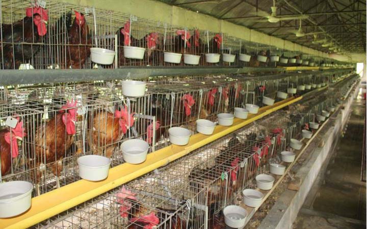 বাউ মুরগি,ফার্মে পালন করা হলেও স্বাদে যেন দেশি মুরগি