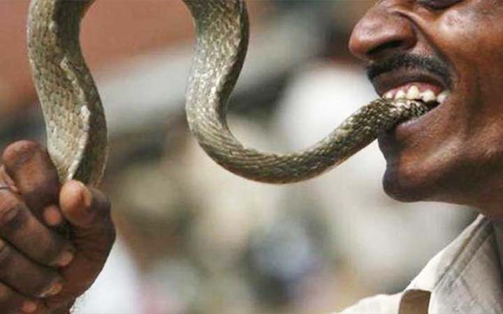 বিষাক্ত সাপ পায়ে কামড় দেওয়ায় সাপকে কামড় দিল যুবক