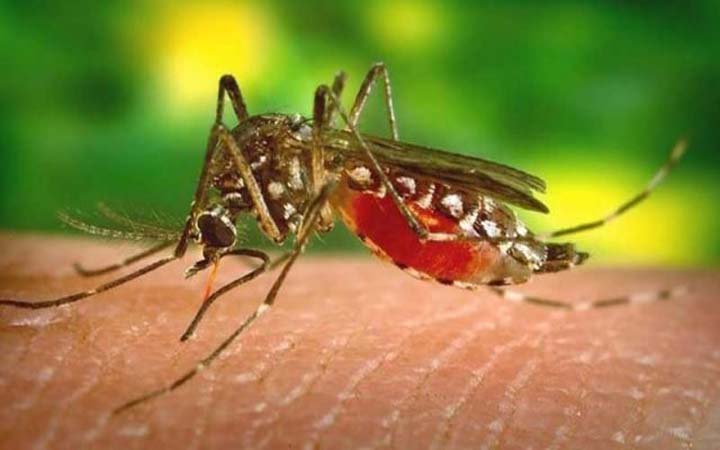 আরও ২৫৮  জন ডেঙ্গু রোগী হাসপাতালে ভর্তি