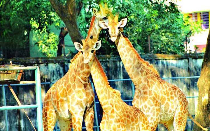 আজ থেকে খুলছে ঢাকা ও রংপুরের চিড়িয়াখানা