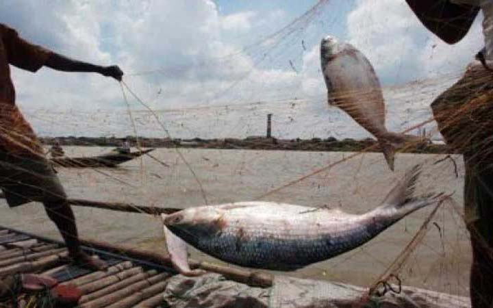 ৪ থেকে ২৫ অক্টোবর পর্যন্ত ইলিশ ধরা বন্ধ