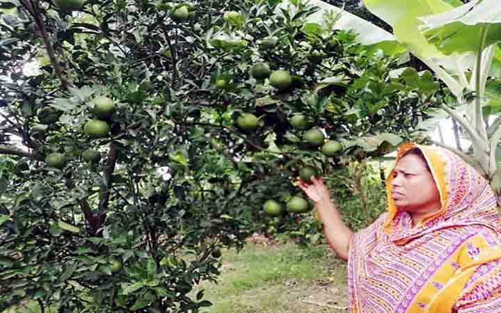 মাল্টাবাগান করে সাফল্য পেয়েছেন কুষ্টিয়ার ময়না খাতুন