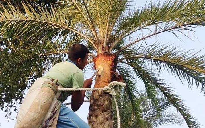 ঠাকুরগাঁওয়ে খেজুর গাছ প্রস্তুতে ব্যস্ত গাছিরা