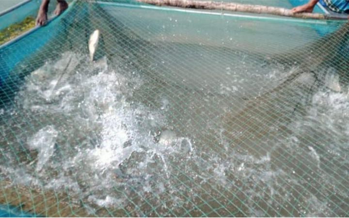 ডাকাতিয়া মডেল পদ্ধতিতে মাছ চাষ