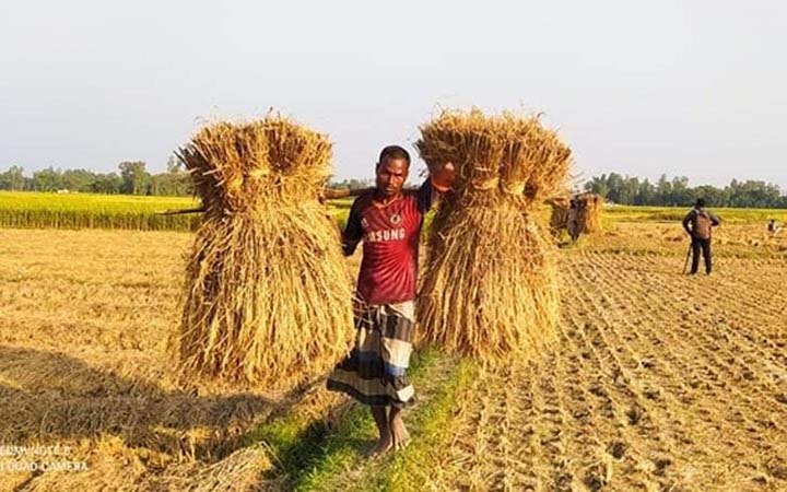 শেরপুরে আমনের বাম্পার ফলন