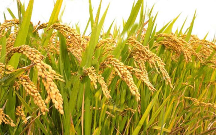 ধানের ন্যায্যমূল্য নিশ্চিত করতে কাজ করছে সরকার : খাদ্যমন্ত্রী