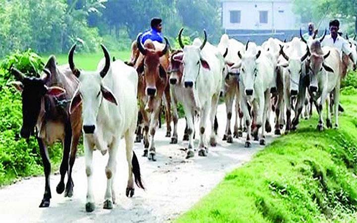 উত্তরপ্রদেশে গরুর জন্য অ্যাম্বুলেন্স