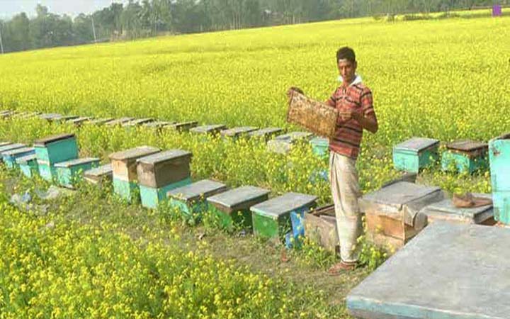 চলনবিল অঞ্চলে চলছে সরিষা ফুল থেকে মধু আহরণ, রাজস্ব থেকে বঞ্চিত সরকার