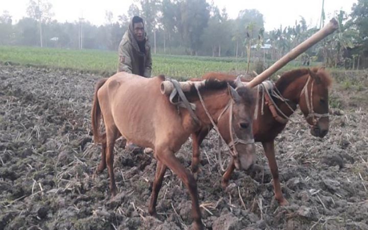 ঘোড়া দিয়ে হালচাষ