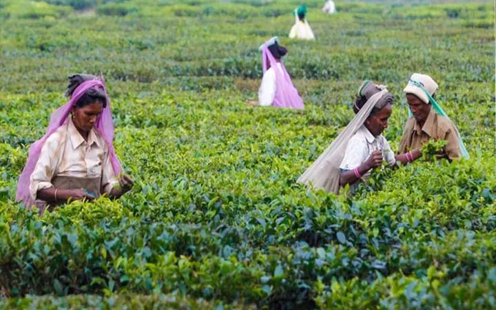 যে ৬ কারণে বিপর্যস্ত শ্রীলঙ্কার অর্থনীতি