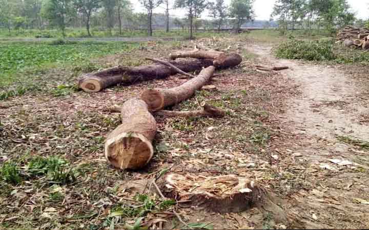 লেক খননে কাটা পড়ছে পুরোনো গাছ!