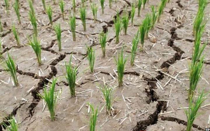 খরার প্রভাব : দেশজুড়ে ফসলহানির আশঙ্কা