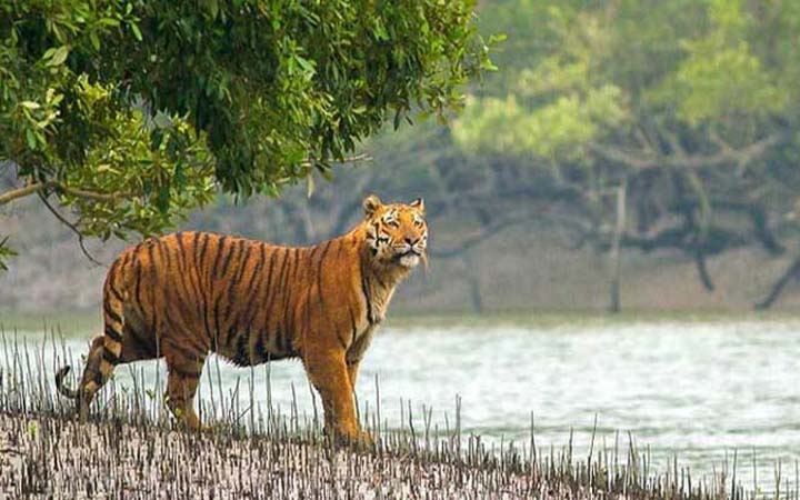 সুন্দরবনের বাঘের মুখ থেকে বেঁচে ফিরলেন আব্দুল ওয়াজেদ