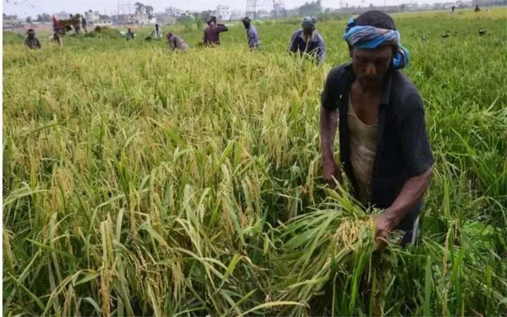 হাওরে আরও বড় ঢলের শঙ্কা, পাকা ফসল তুলে ফেলার তাগিদ
