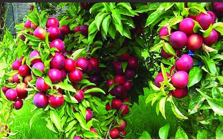 হাড় ক্ষয় রোধে আলুবোখারা