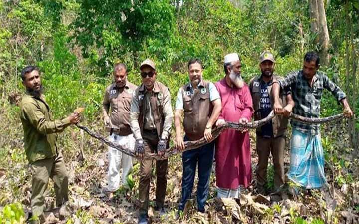 কাপ্তাই ন্যাশনাল পার্কে বিরল প্রজাতির অজগর অবমুক্ত