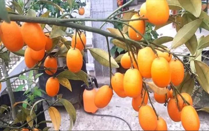 সৌখিন বাগানীদের ফল সুইট লেমন