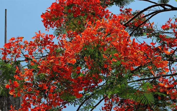 কৃষ্ণচূড়া রাঙিয়ে তুলেছে কুমিল্লার পথ-প্রান্তর