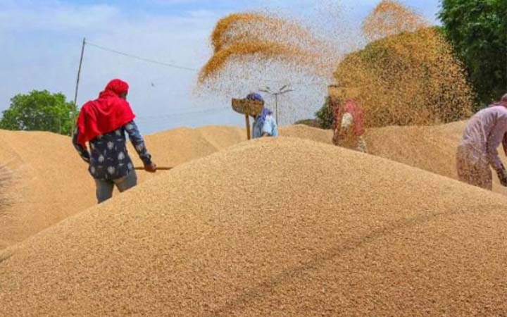 প্রতিবেশী দেশগুলোতে গম রপ্তানি অব্যাহত রাখবে ভারত