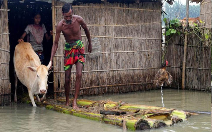 সিলেটে বন্যায় মারা গেছে ৩ হাজারের বেশি গবাদিপশু