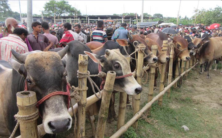 চাঁদাবাজি বন্ধ না হলে বাড়বে কোরবানির পশুর মূল্য