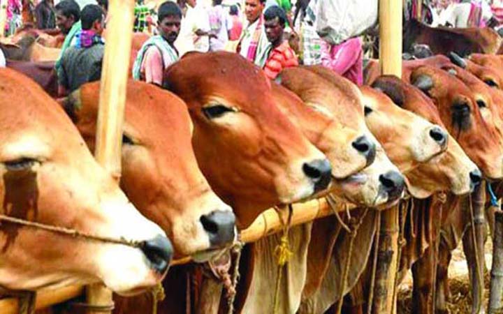 সড়কে পশুর হাট বসানো যাবে না