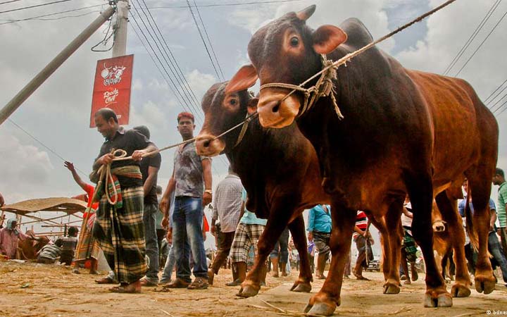কোরবানি সম্পর্কে নেতিবাচক প্রচারণা ও এর জবাব