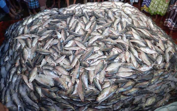 ৮ হাজার কেজি ইলিশ গেল ভারতে