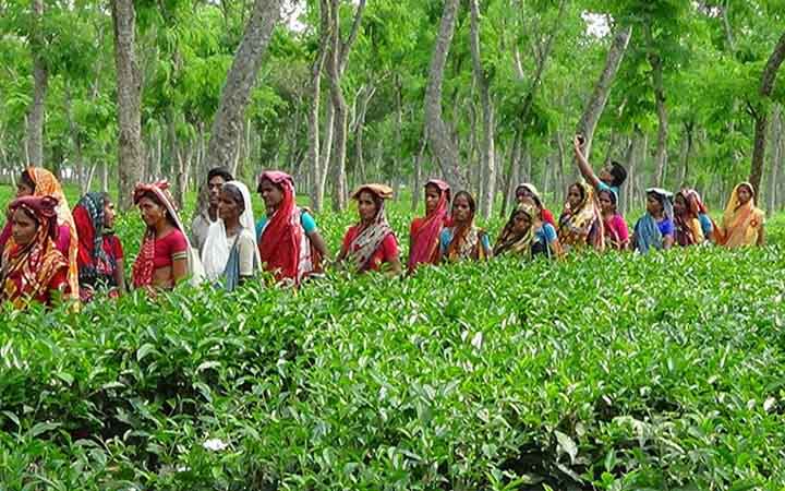 মজুরি বৃদ্ধির দাবিতে চা শ্রমিকদের অনির্দিষ্টকালের ধর্মঘট চলছে