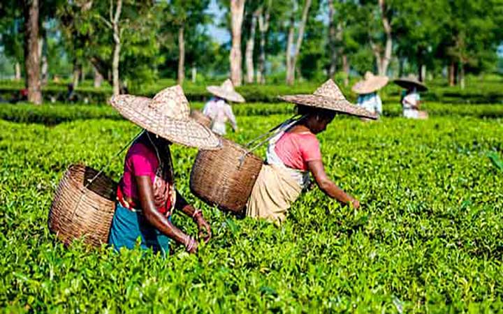 ১২০ টাকা মজুরিতেই চা-শ্রমিকদের কাজে ফেরার সিদ্ধান্ত