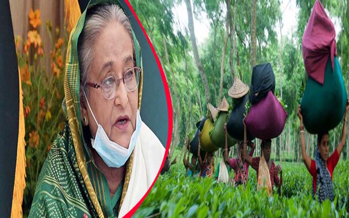আজ চা শ্রমিকদের সাথে কথা বলবেন প্রধানমন্ত্রী