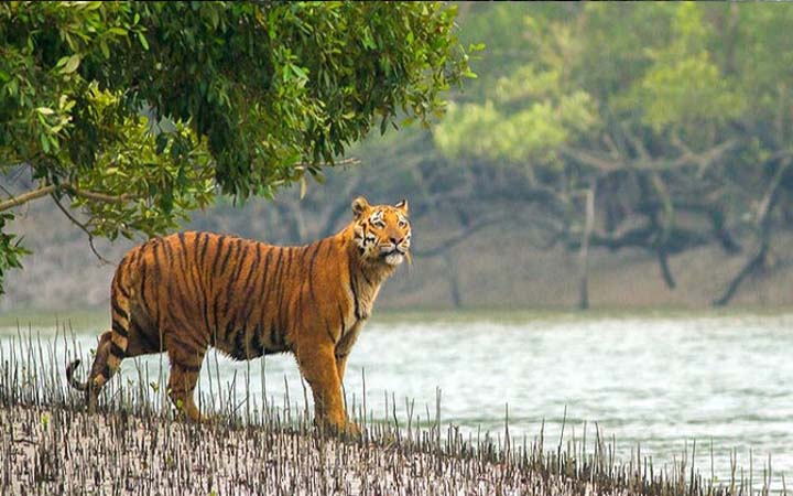 পর্যটকদের জন্য সুন্দরবন খুলছে ১ সেপ্টেম্বর