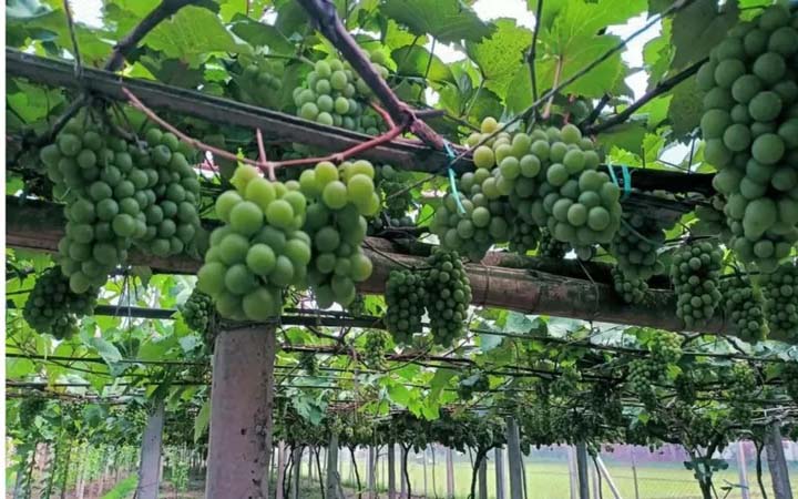 ঝিনাইদহে যেভাবে সফল হলো মিষ্টি আঙ্গুরের চাষ