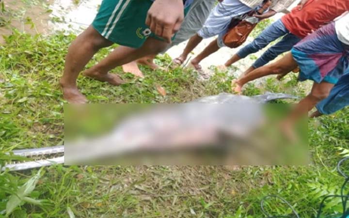 হালদা নদীতে বিপন্ন ডলফিন, রক্ষার উদ্যোগ নেই