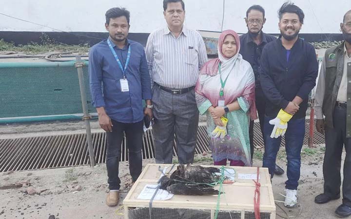 শাহজালালে বিদেশি ১০ ঈগল জব্দ, ২০ লাখ টাকা জরিমানা