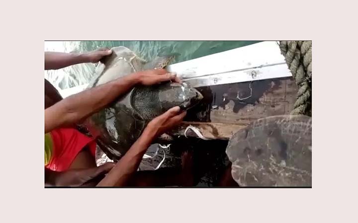 বাংলাদেশে সমুদ্র এলাকায় মেগাফনা সংরক্ষণের কাজ চলছে যেভাবে