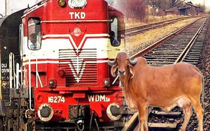 ফসল নষ্টের অভিযোগ, উত্তরপ্রদেশে ট্রেনের সামনে ঠেলে হত্যা ১১ গরু