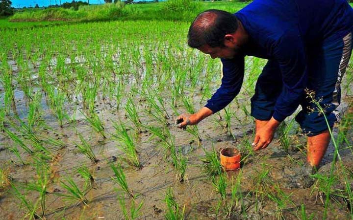 ক্রমাগত লোডশেডিংয়ে পাবনার বোরো চাষিরা সন্দিগ্ধ